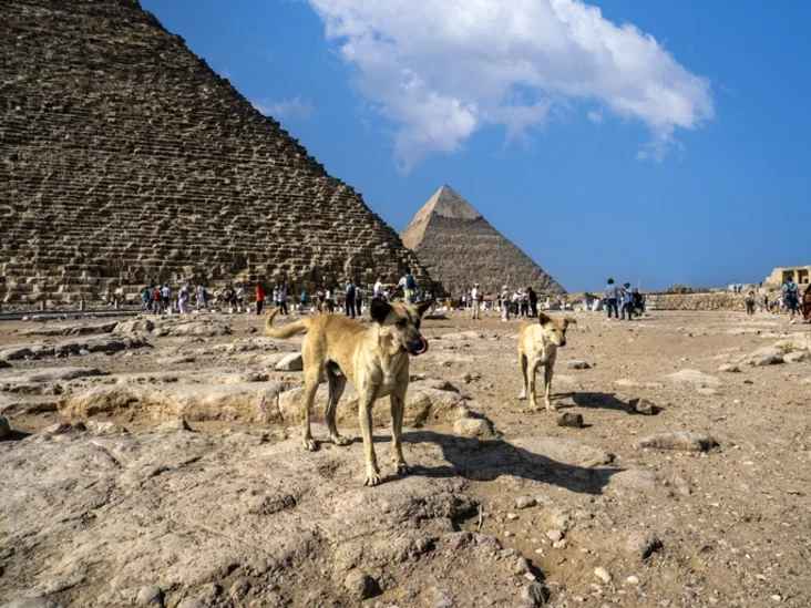 sobaki u piramid v Hizie sabaki la piramid u Hizie dogs near the pyramids of Giza