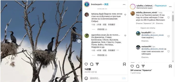 вялікі баклан Phalacrocorax carbo большой баклан