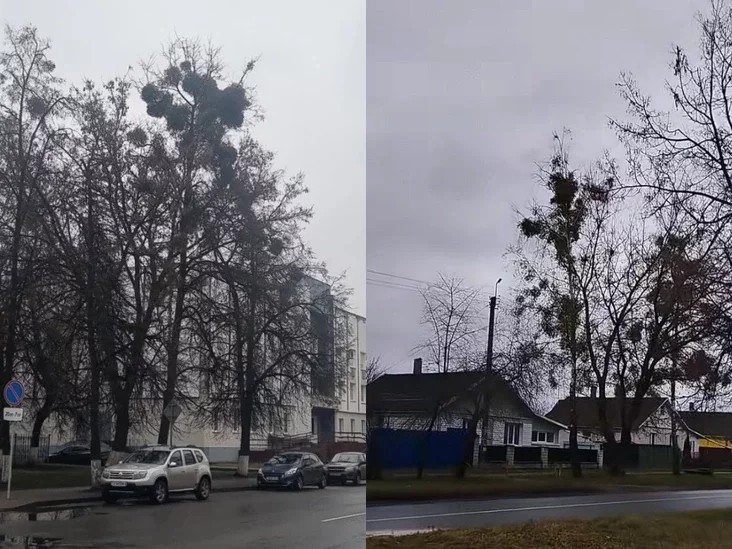 омела полупаразитное растение