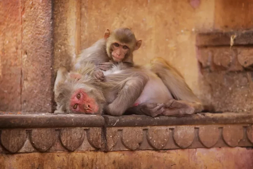 Makak-rezus Macaca mulatta Makak-riezus