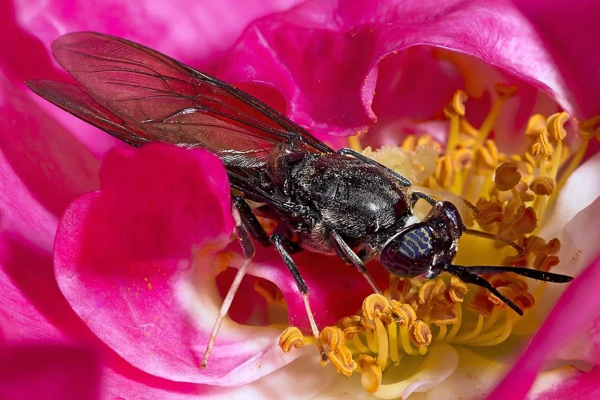 čornaja ilvinka (Hermetia illucens) čiornaja lvinka