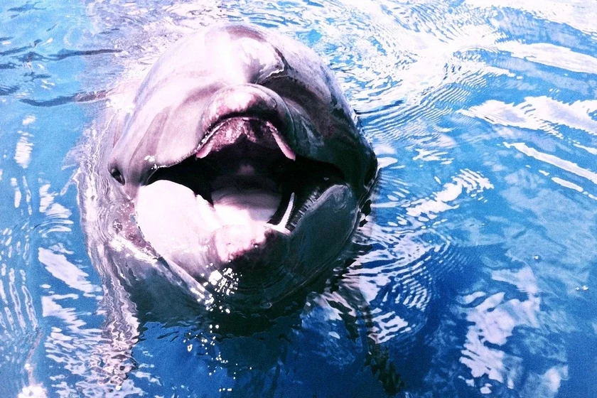 A lone sexually disaffected dolphin may have carried out fifty attacks on bathers in Japan Одинокий сексуально недовольный дельфин, возможно, совершил пятьдесят нападений на купающихся в Японии. Магчыма, адзінокі сексуальна незадаволены дэльфін здзейсніў паўсотні нападаў на купальшчыкаў у Японіі