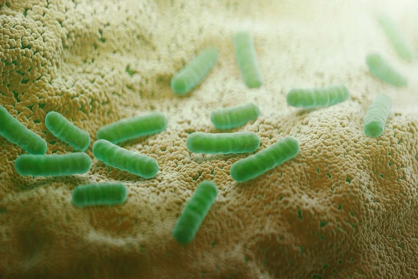 gram-negative bacteria hramadmoŭnaja bakteryja hrammotricatielnaja baktierija
