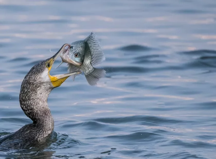 вялікі баклан Phalacrocorax carbo большой баклан