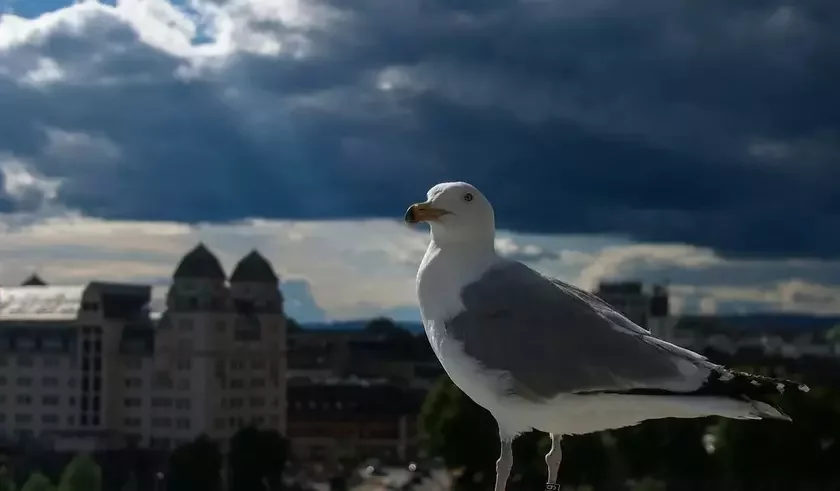 Чайкі - новы гарадскі від у Гродне. Фота ілюстрацыйнае: Unsplash