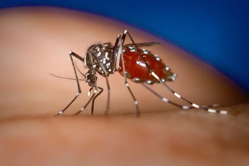 Азиатский тигровый комар Азиатский тигровый комар Aedes albopictus