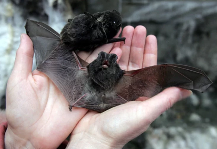 Barbastella barbastellus. Photo by Julia Darashkevich