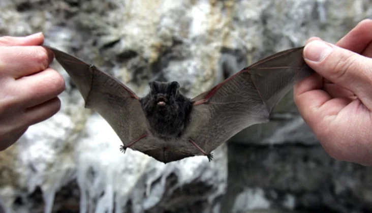 Barbastella barbastellus. Photo by Julia Darashkevich