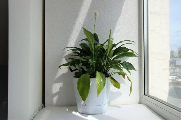 Spacifiłum Spathiphyllum Spatifiłłum