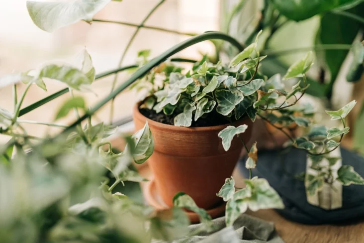 English ivy anhlijski plušč Anhlijskij pluŝ