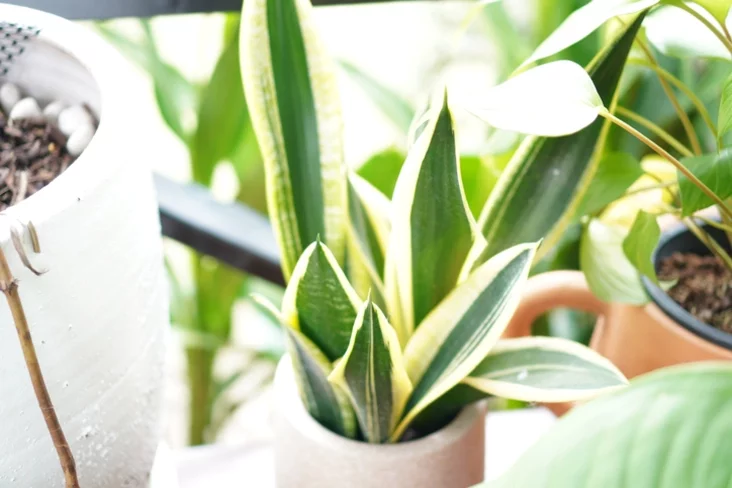 sansievijeryja Sansevieria Sansievijerija