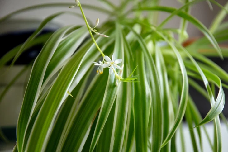 chłorofitum chlorophytum chłarafitum