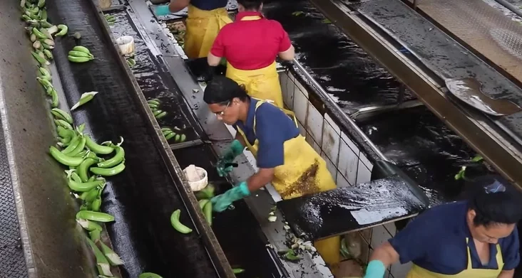 Banana plantation. Costa Rica. Плантацыя бананаў. Коста-Рыка. Плантация бананов. Коста-Рика