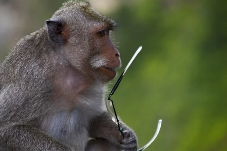 Обезьяна в храме Улувату, Бали, Индонезия. Monkey in Uluwatu Temple Bali Indonesia Малпа ў храме Улувату, Балі, Інданезія.
