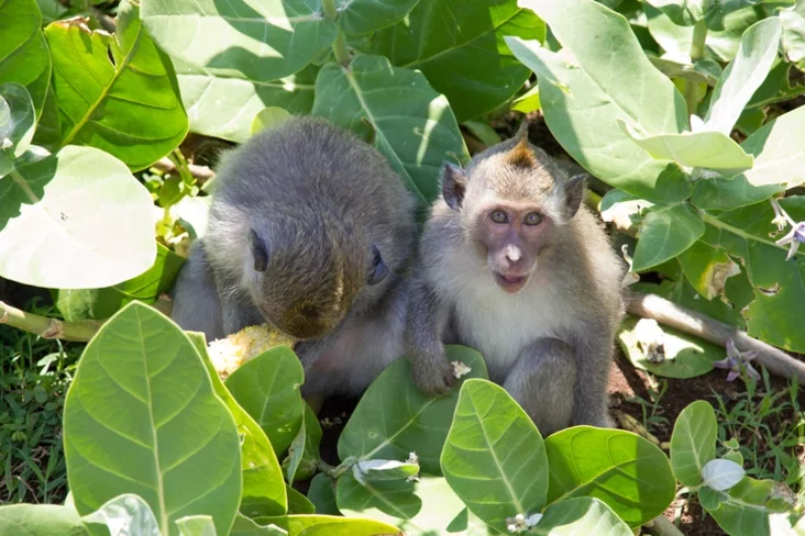 Обезьяна в храме Улувату, Бали, Индонезия. Monkey in Uluwatu Temple Bali Indonesia Малпа ў храме Улувату, Балі, Інданезія.