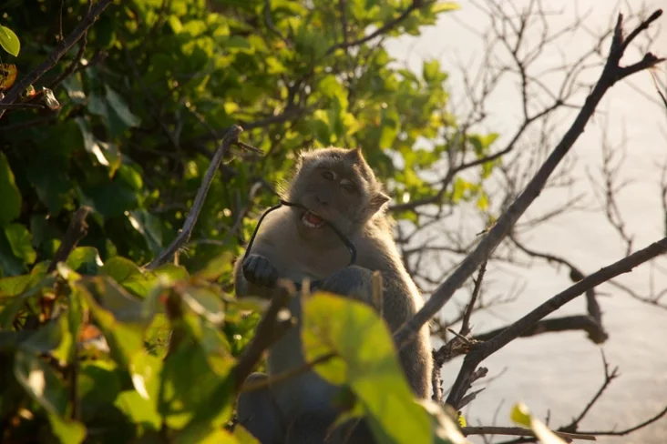 Обезьяна в храме Улувату, Бали, Индонезия. Monkey in Uluwatu Temple Bali Indonesia Малпа ў храме Улувату, Балі, Інданезія.