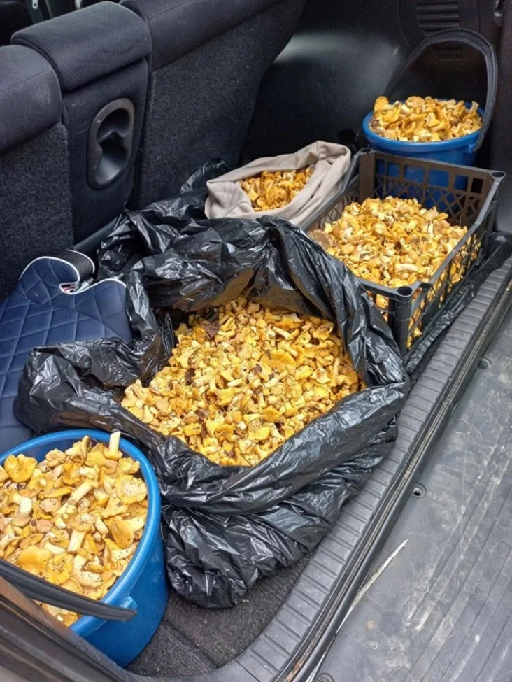 На зиму можно заморозить за один заход)