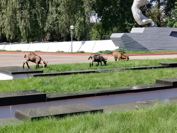 козы на захоронениях советских солдат 