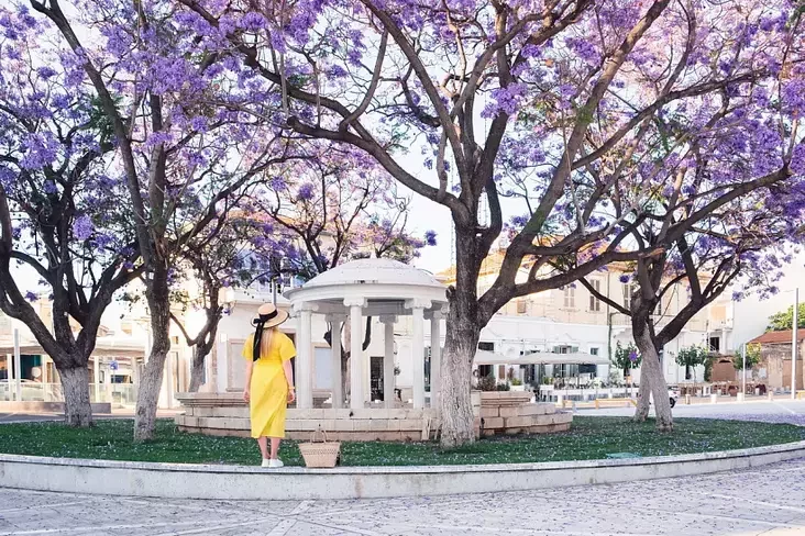 Jacaranda Lisbon
