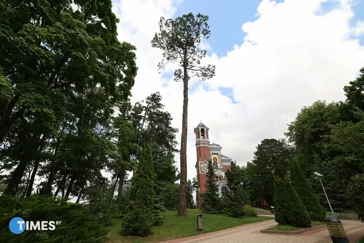 Dreva, jakoje zachavałasia z časoŭ pieršasnaj pasadki