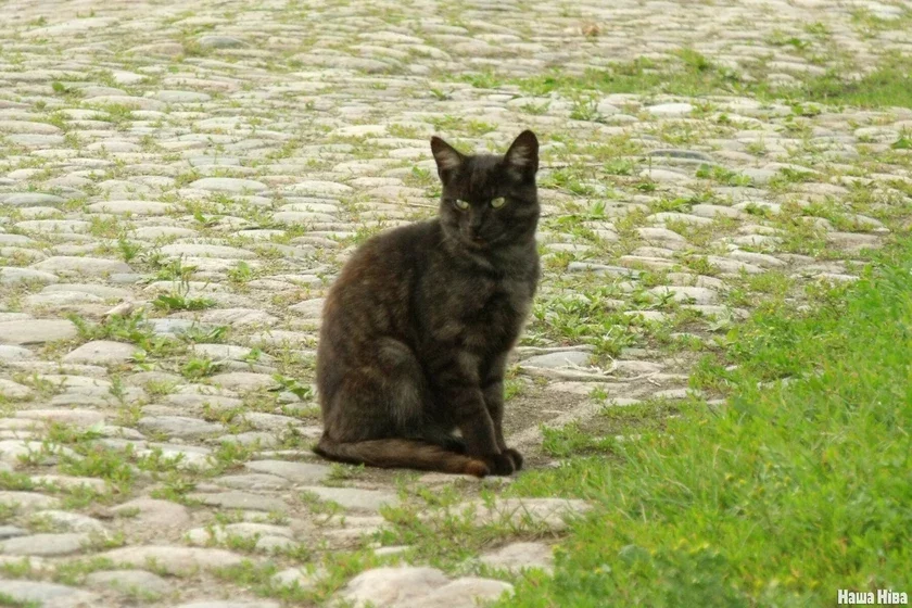 кошка