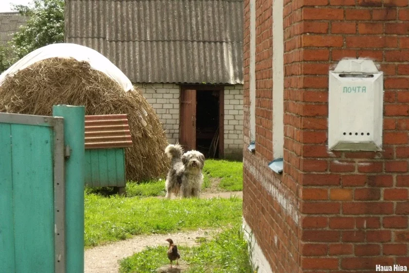 dog village dierievienskaja sobaka viaskovy sabaka