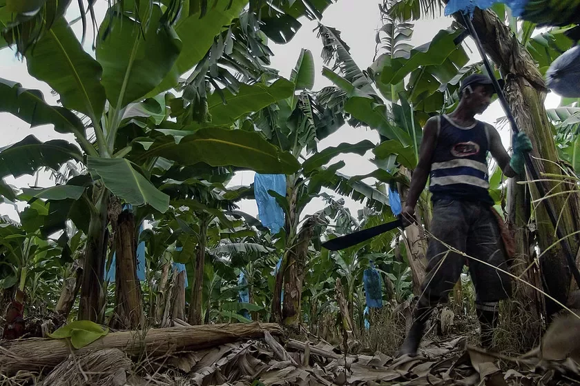 Banana plantation. Costa Rica. Płantacyja bananaŭ. Kosta-Ryka. Płantacija bananov. Kosta-Rika