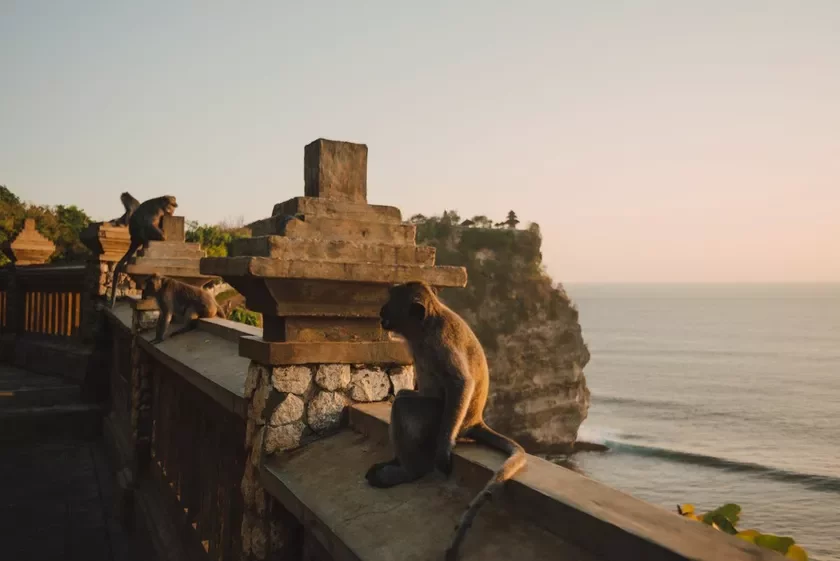 Обезьяна в храме Улувату, Бали, Индонезия. Monkey in Uluwatu Temple Bali Indonesia Малпа ў храме Улувату, Балі, Інданезія.